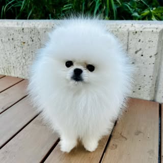 Yuki