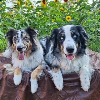 Meeko et Triska 🐾