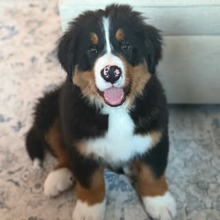 Howie | Bernese Mountain Dog