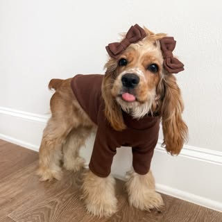 Maple | Cocker Spaniel puppy
