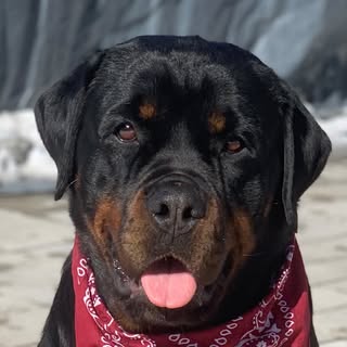 The Real Harley Girl