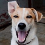 Love Underdogs