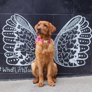 Holly Kniery - dog mom | Lady ♡