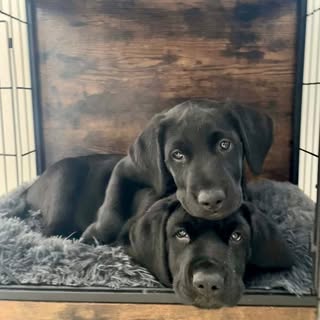 Florida All Retriever Rescue