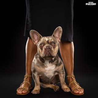 Frenchie Kees