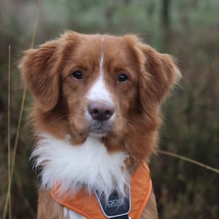 DiazTheToller🐾