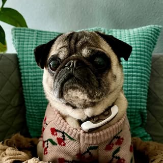 Max(imillian) the Pug