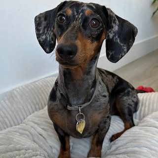 skythedapplesausage