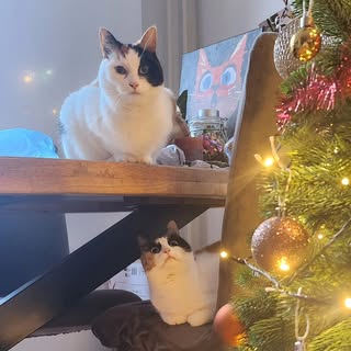 Cats Puck and Wokkel