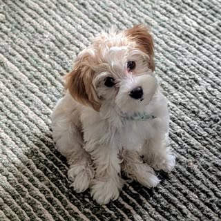 Maahi | Havanese Puppy from Sydney 🐾🇦🇺