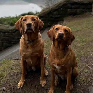 Marley and Betsy 🐾