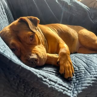 Dolly Potato
