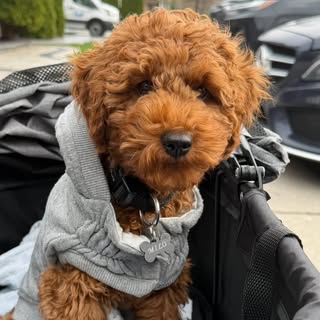 Milo
