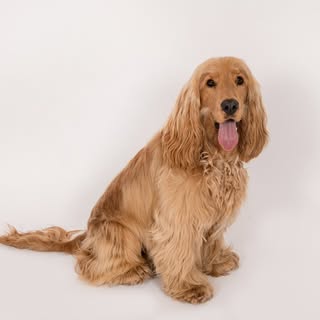 Barney