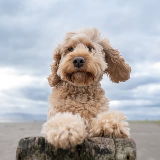 Frodo | Pet UGC Creator