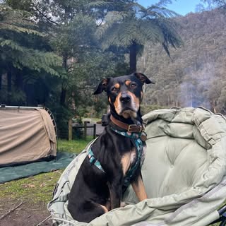 OAKLEY the RESCUE DOG