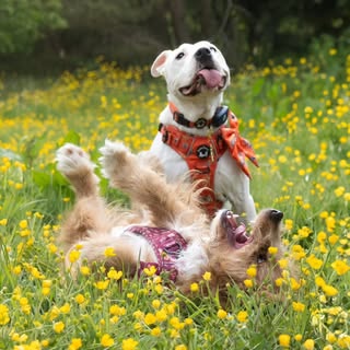 Oscar & Oakley