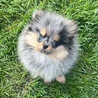 Bowie 🌈 Pomeranian Puppy