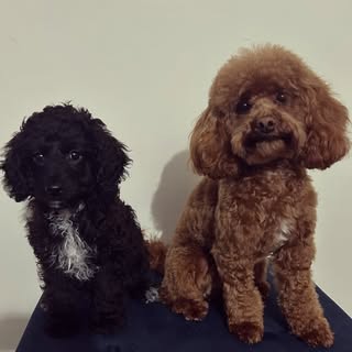 Rue & Obi
