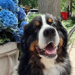 Chonk