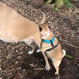 adogslife_01