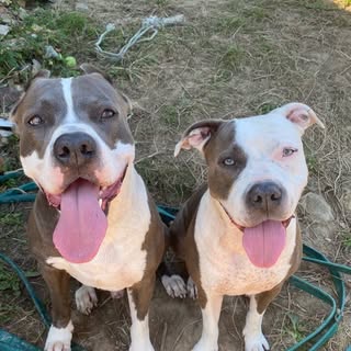 Dolar & Shiba 🐶