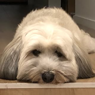 Ace The Havanese