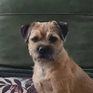 Joep.Borderterrier.Westerbroek