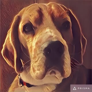 Hugo 🐶