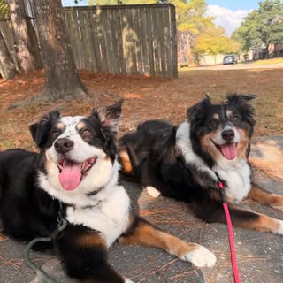 BANDIT & MAXI THE AUSSIES 🐾