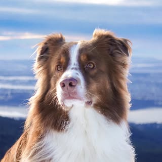Luca