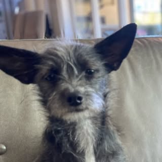 Oliver 🐕‍🦺