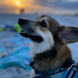 Simon | Corgi Duke of Hburg
