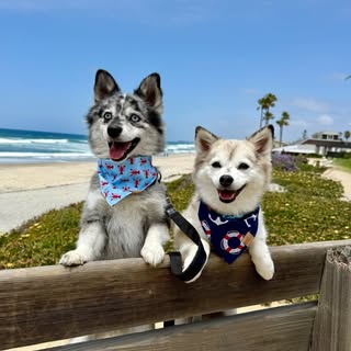 Meeko & Reign