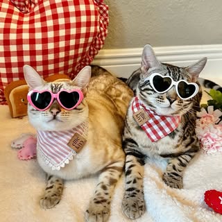 𝕋𝕙𝕠𝕣 𝕒𝕟𝕕 𝔸𝕓𝕓𝕪 🐾