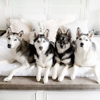Aulani, Denali, Everest, Reine, Onyx, Acadia, Zion