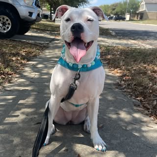 Roxy