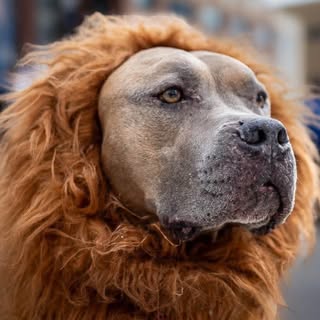 Detroit Ambassadog
