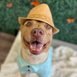 Adopt Rango Tango 🐾📍Arizona 🌵