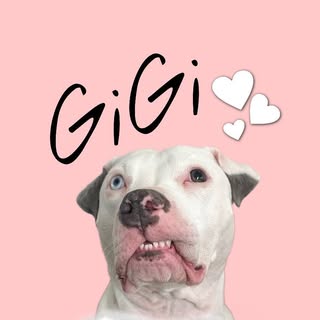 GiGi 💕 Rescue Pittie