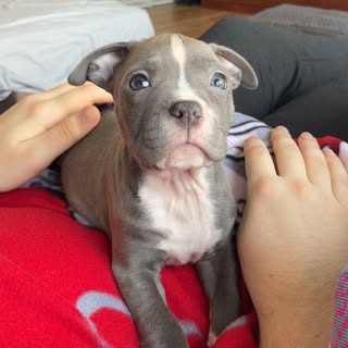 Meira 🐾