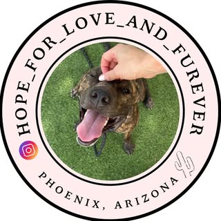 Hope for Love and FurEver 🐶❤️‍🩹