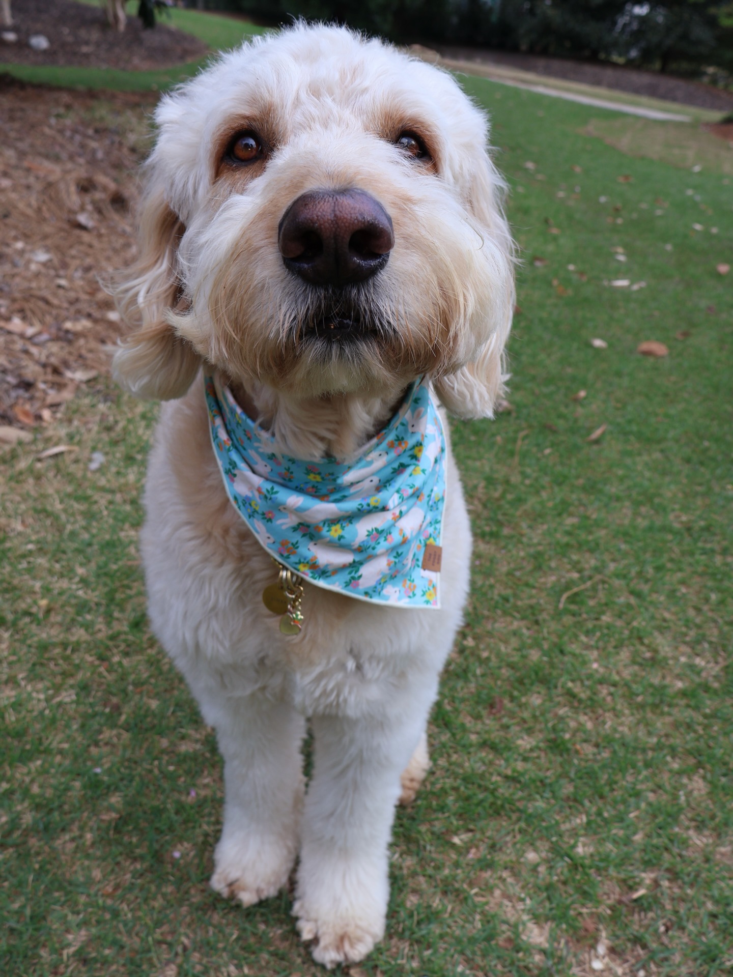 Mabeltheblackcockapoo