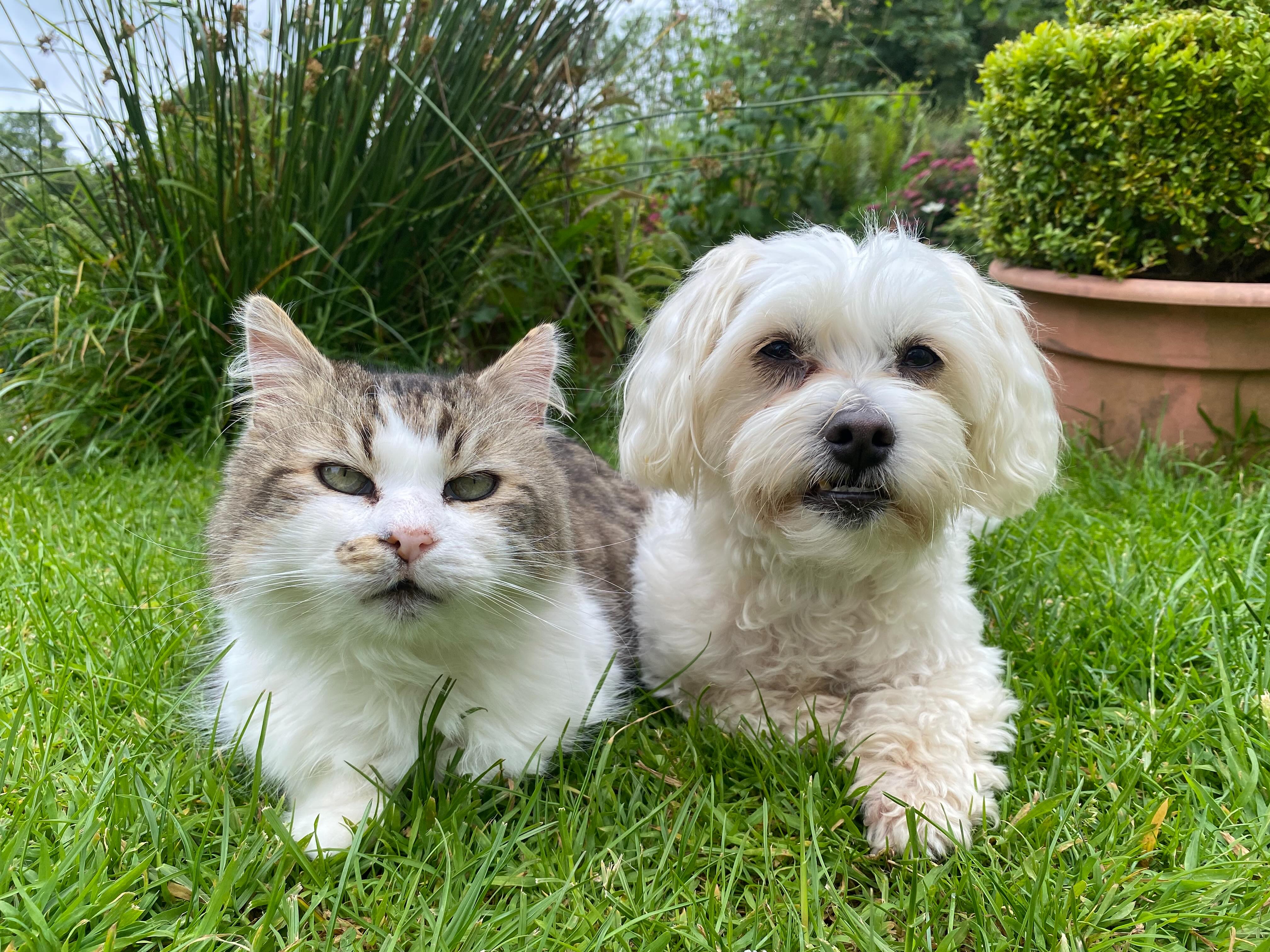 littlefrogontour