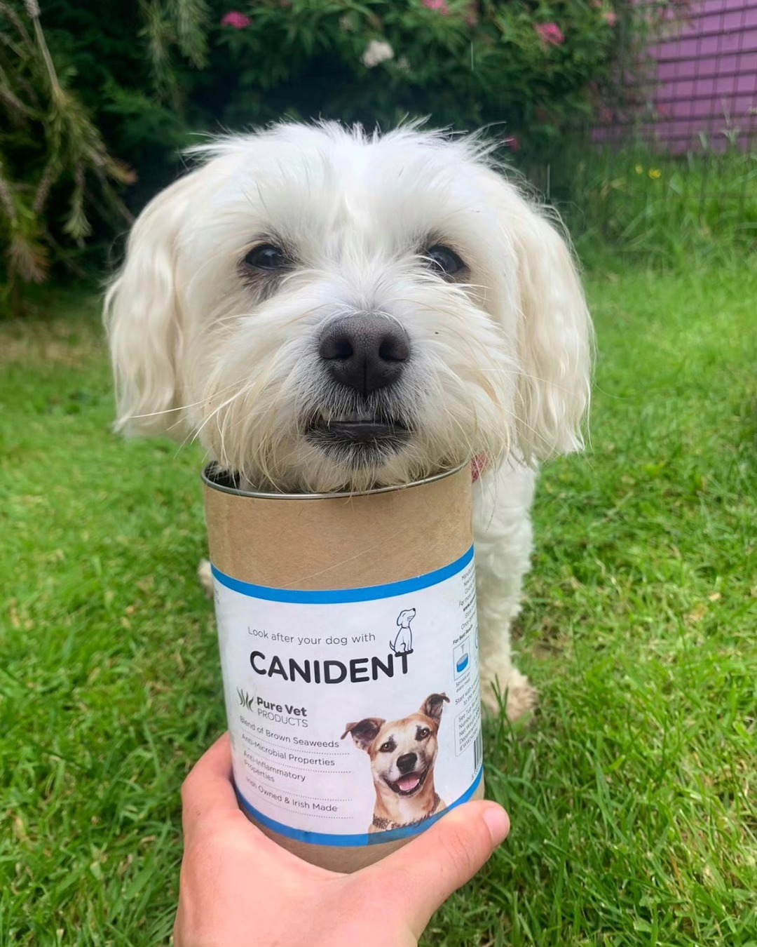 Canident x @maisie.jacktese