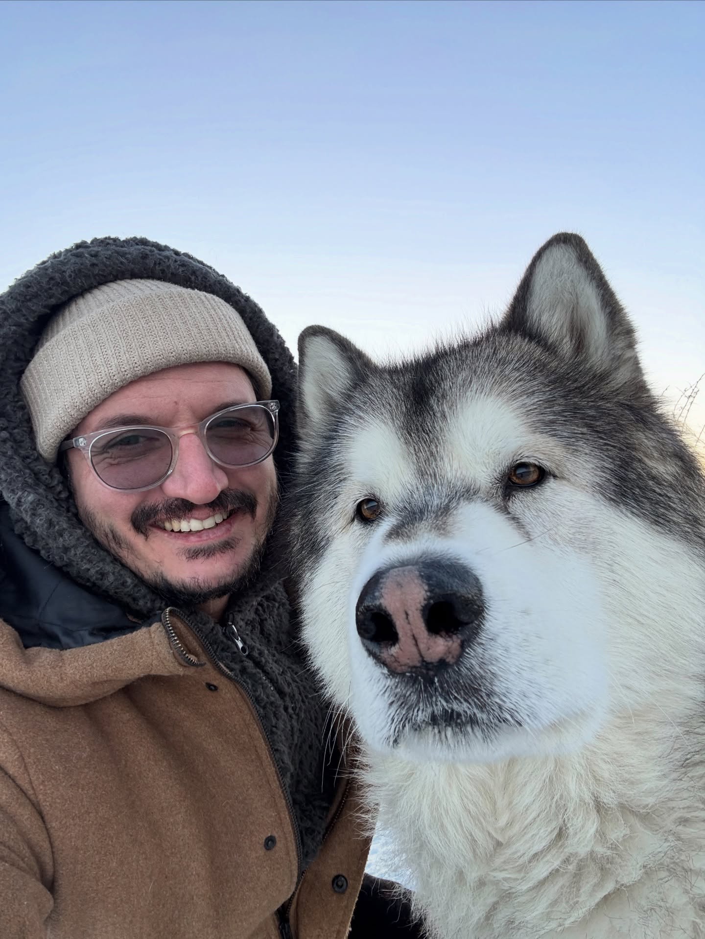 Meko the Malamute