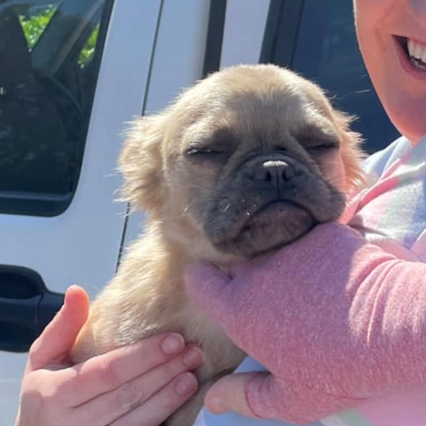 Fanny the fluffy frenchie