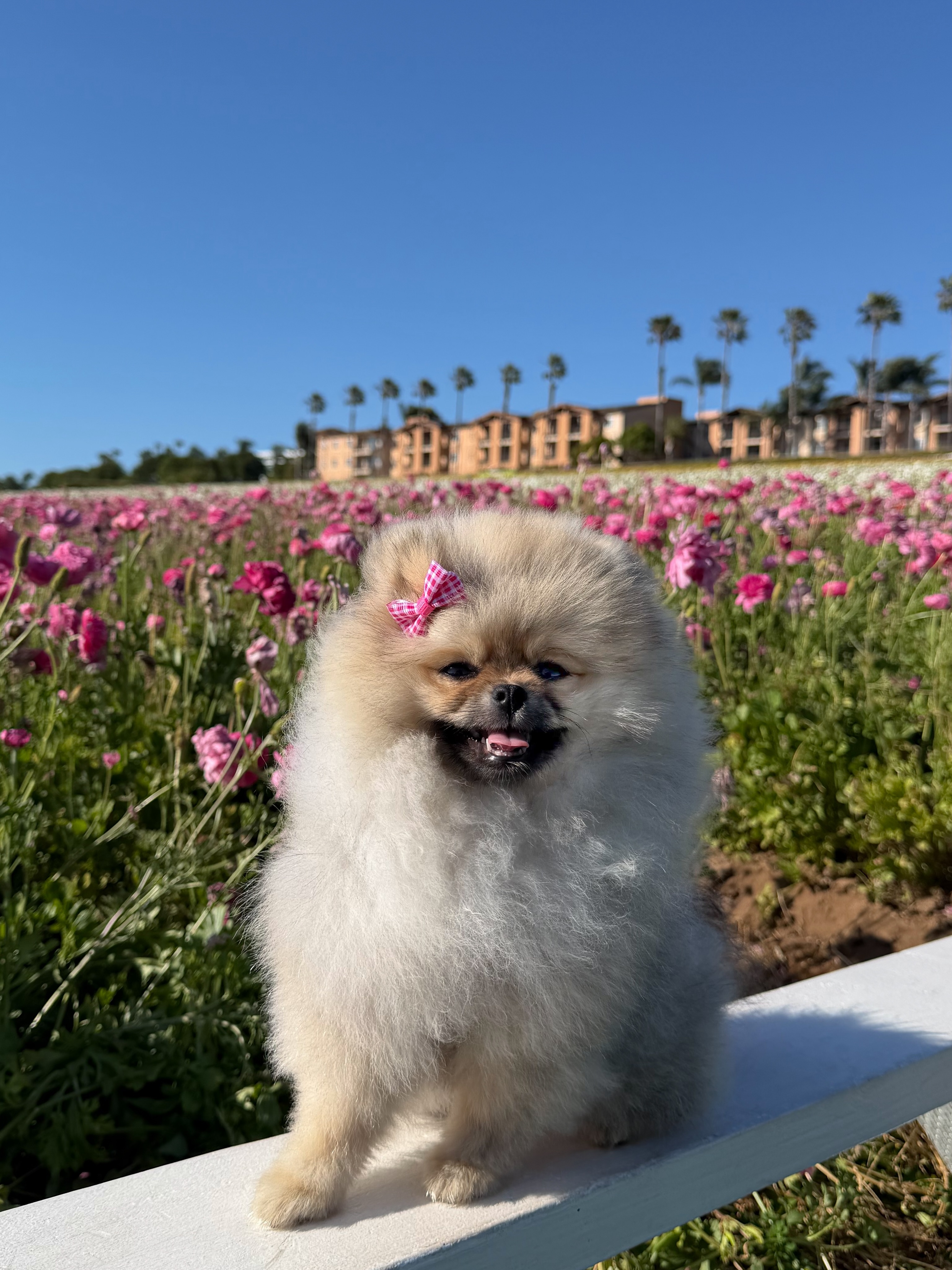 Mavgsd