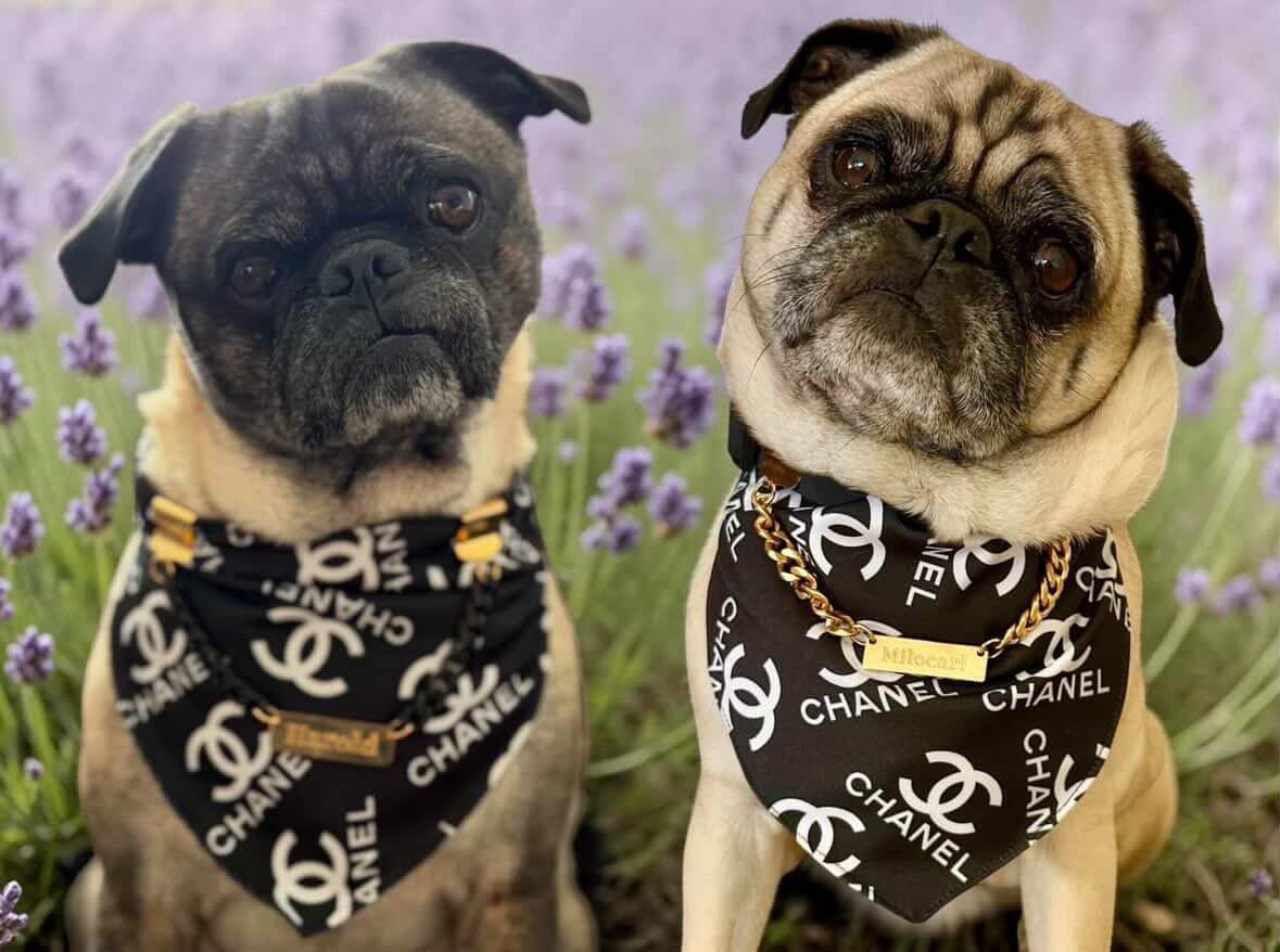 Scribble Pug