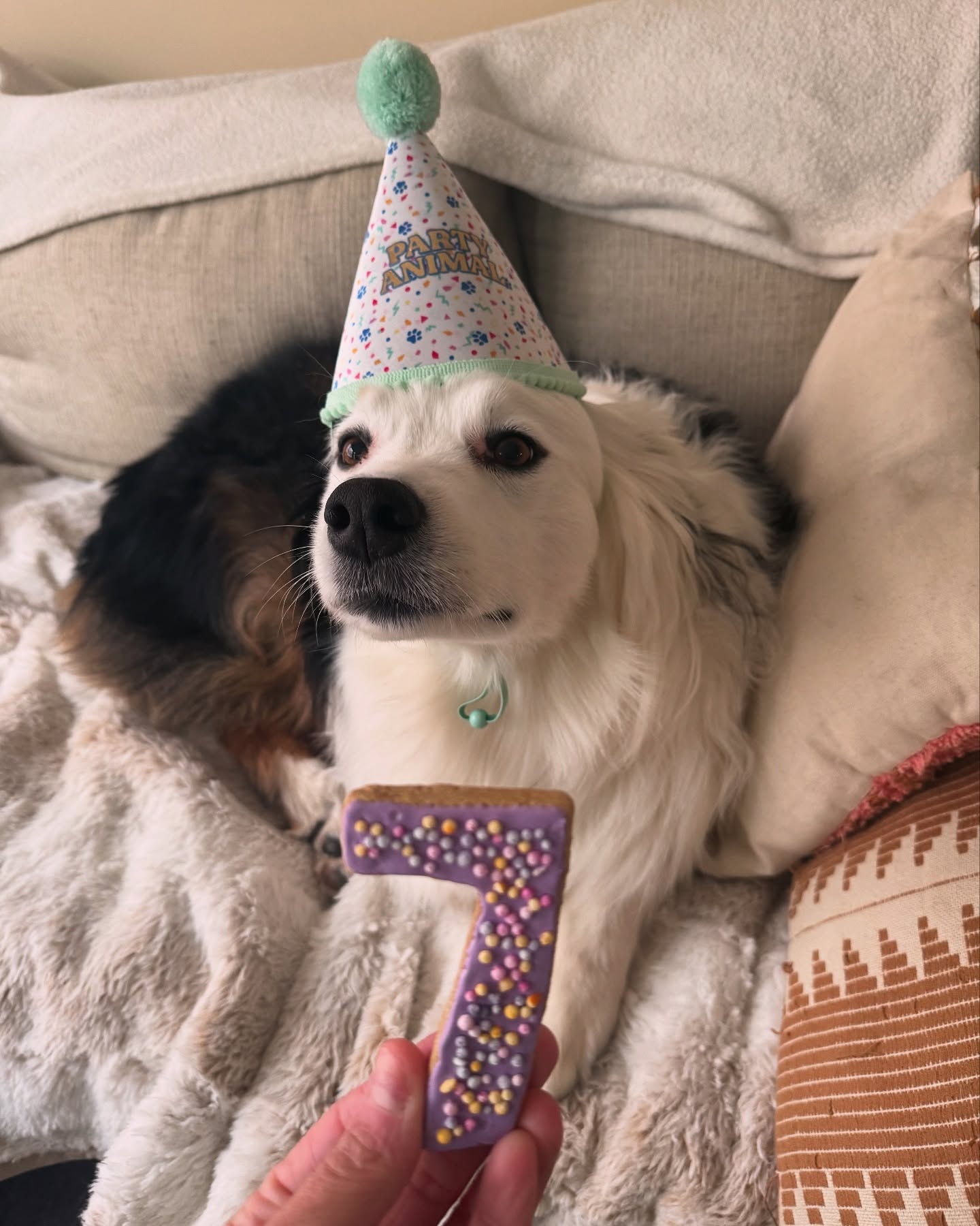 Sansa Dog